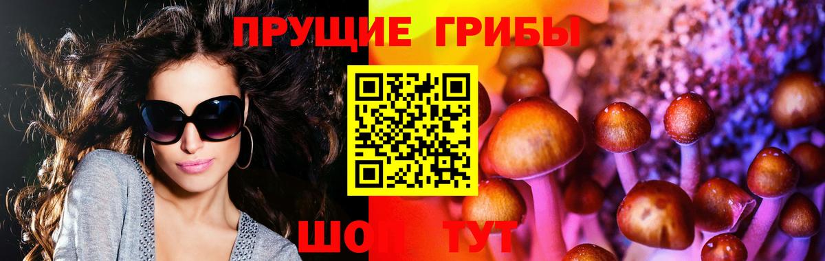 Псилоцибиновые грибы GOLDEN TEACHER  цены   Вход с VPN  Тайшет  Псилоцибиновые грибы прущие грибы 
